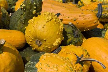 Selected Fall Gardening Tips from Derek Fell Image